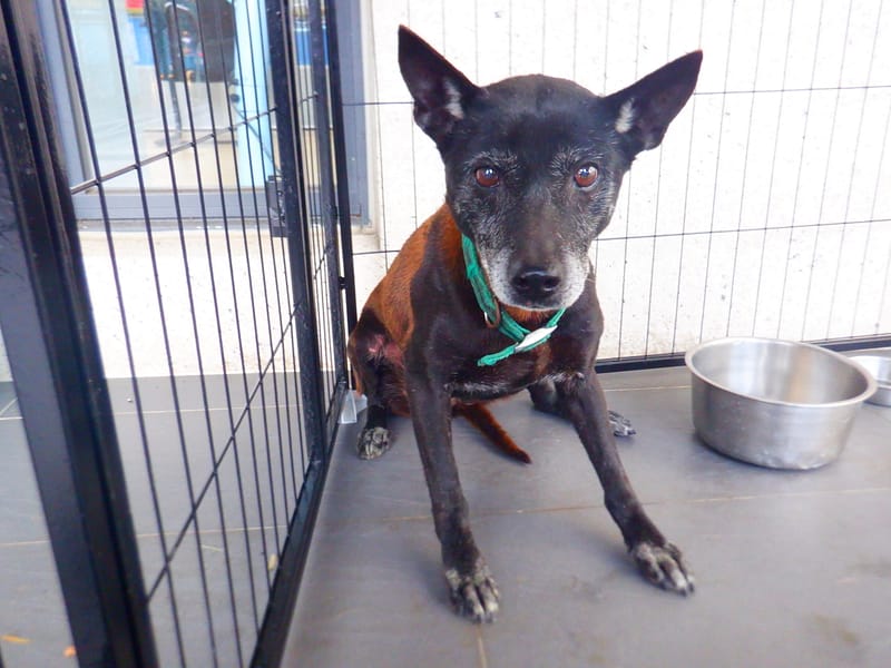 【待認養】混種犬 狗 (女生) - 南投縣公立動物收容所