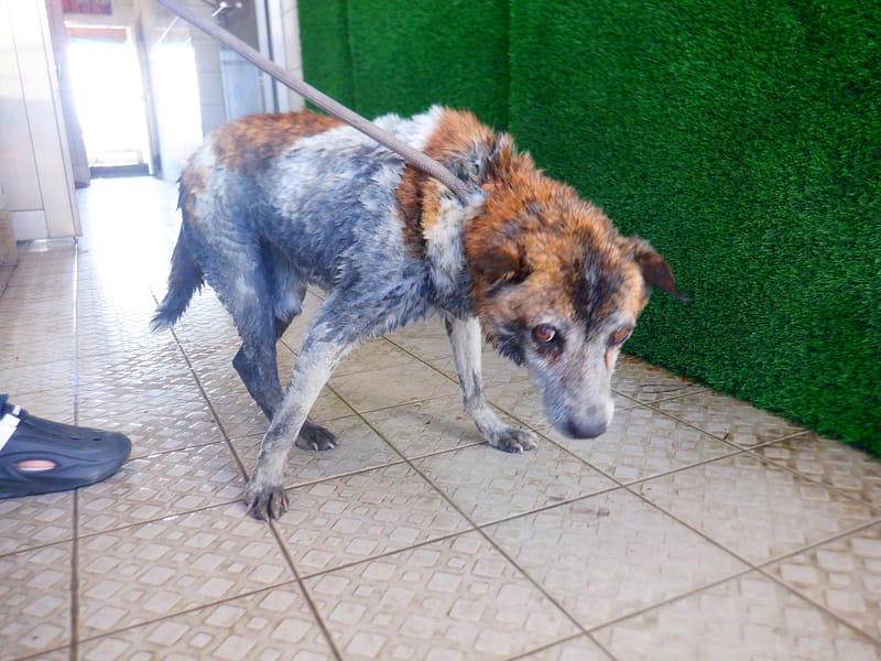 【待認養】混種犬 狗 (男生) - 南投縣公立動物收容所