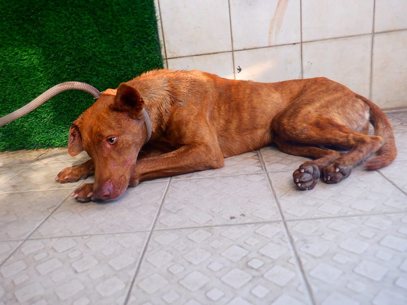 【待認養】混種犬 狗 (男生) - 南投縣公立動物收容所