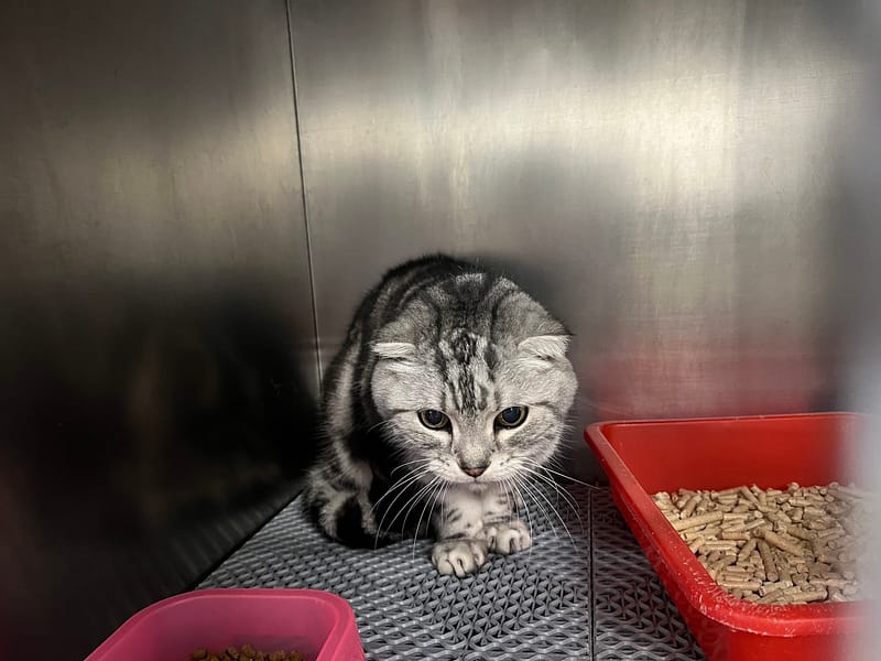 【待認養】蘇格蘭折耳貓 貓 (男生) - 桃園市動物保護教育園區