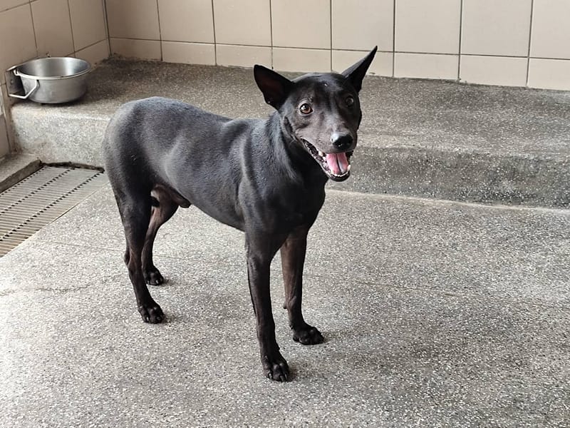 【待認養】混種犬 狗 (男生) - 高雄市燕巢動物保護關愛園區