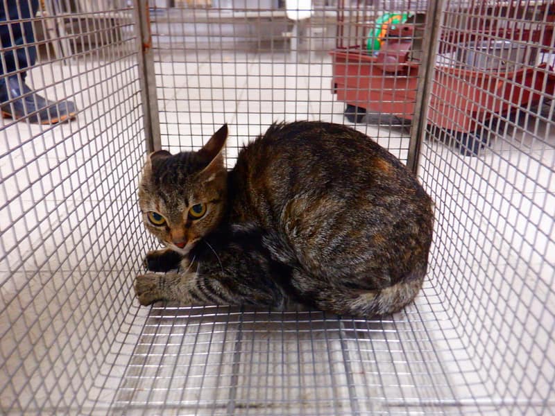 【待認養】混種貓 貓 (男生) - 南投縣公立動物收容所