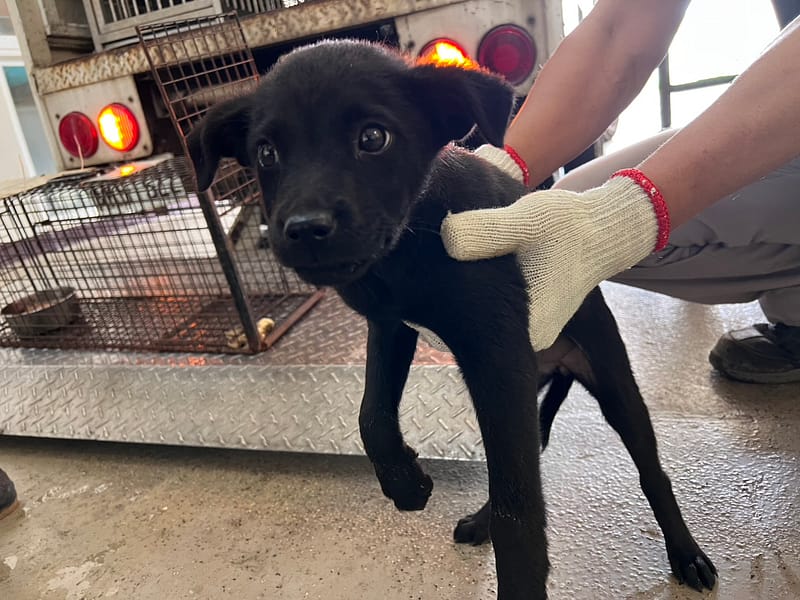 【待認養】混種犬 狗 (女生) - 桃園市動物保護教育園區