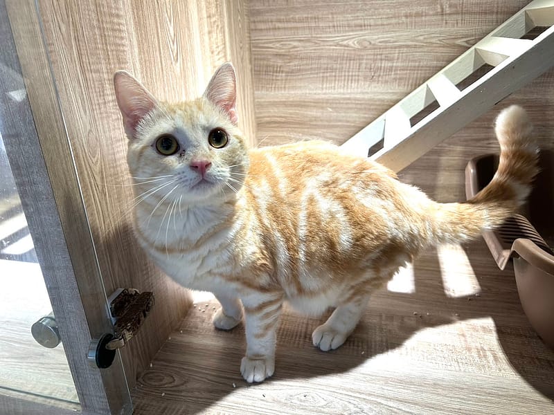 【待認養】美國短毛貓 貓 (女生) - 桃園市動物保護教育園區