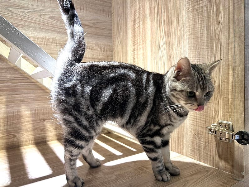 【待認養】美國短毛貓 貓 (女生) - 桃園市動物保護教育園區