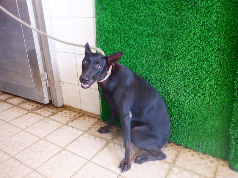 【待認養】混種犬 狗 (女生) - 南投縣公立動物收容所