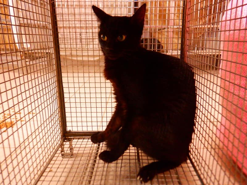 【待認養】混種貓 貓 (女生) - 南投縣公立動物收容所