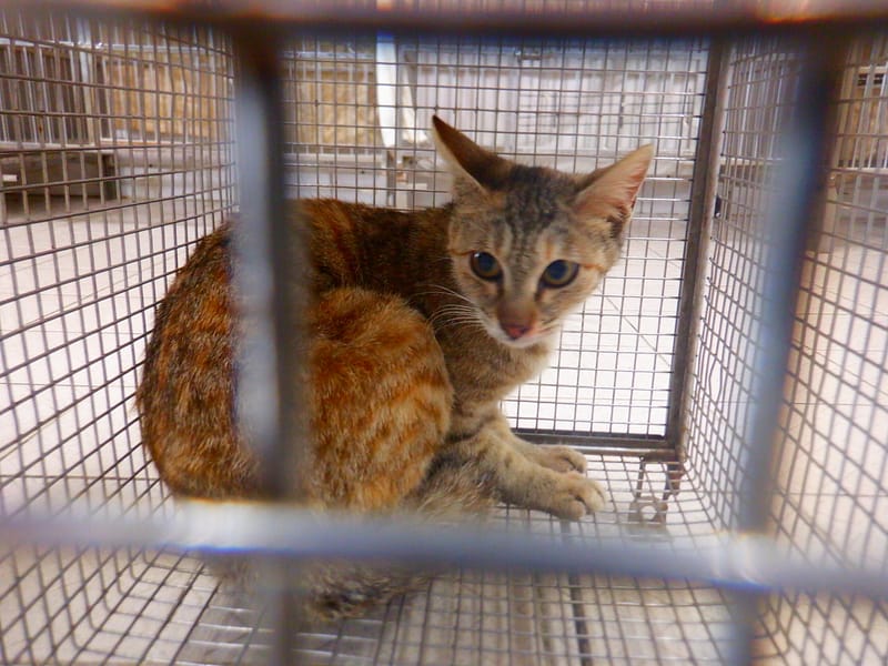 【待認養】混種貓 貓 (女生) - 南投縣公立動物收容所