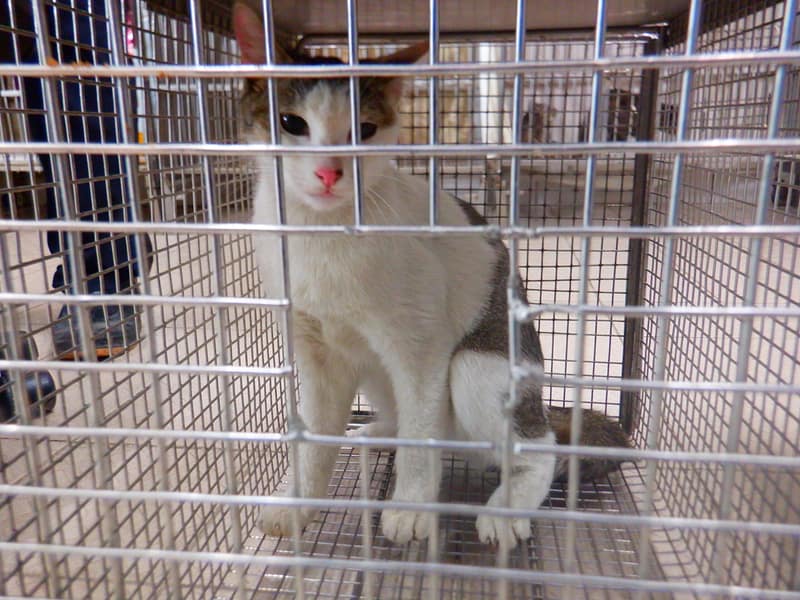 【待認養】混種貓 貓 (女生) - 南投縣公立動物收容所