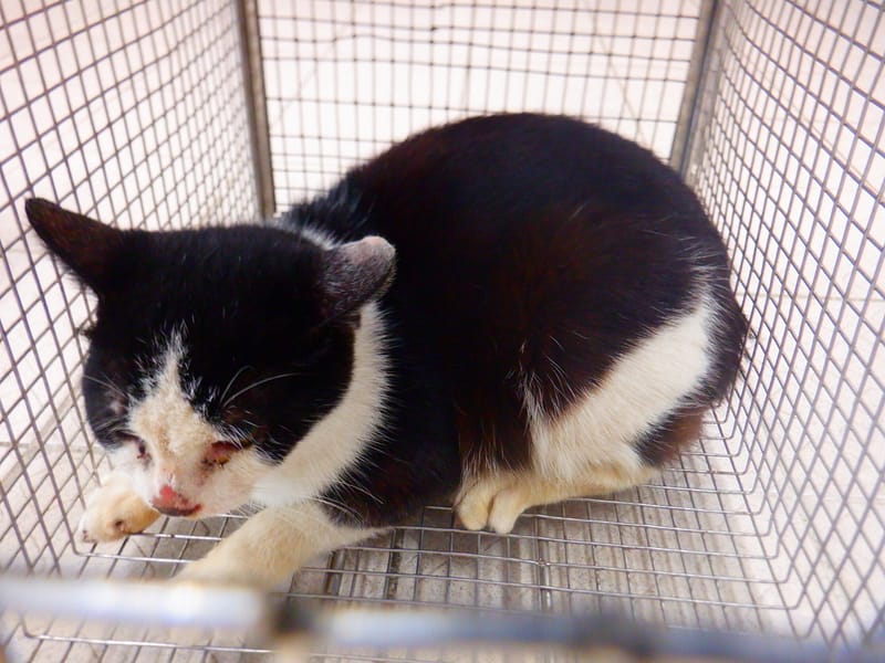 【待認養】混種貓 貓 (女生) - 南投縣公立動物收容所