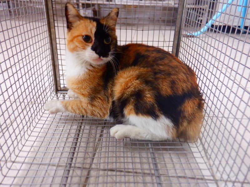 【待認養】混種貓 貓 (女生) - 南投縣公立動物收容所