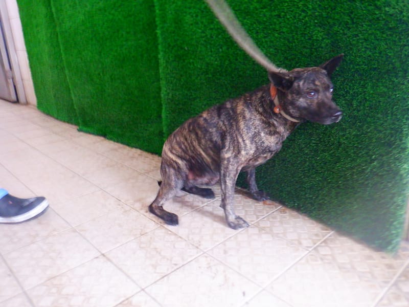 【待認養】混種犬 狗 (女生) - 南投縣公立動物收容所