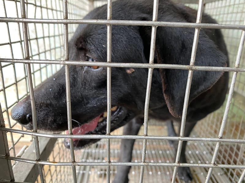 【待認養】混種犬 狗 (男生) - 臺南市動物之家善化站