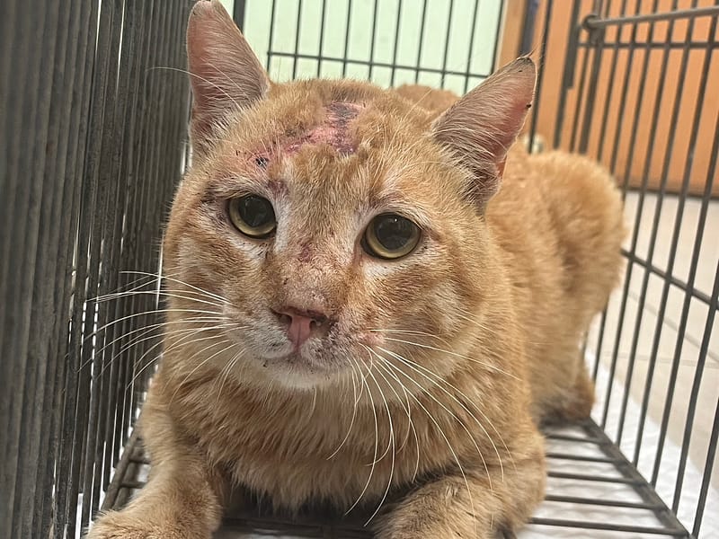 【待認養】混種貓 貓 (男生) - 金門縣動物收容中心