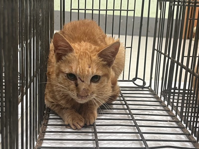 【待認養】混種貓 貓 (男生) - 金門縣動物收容中心