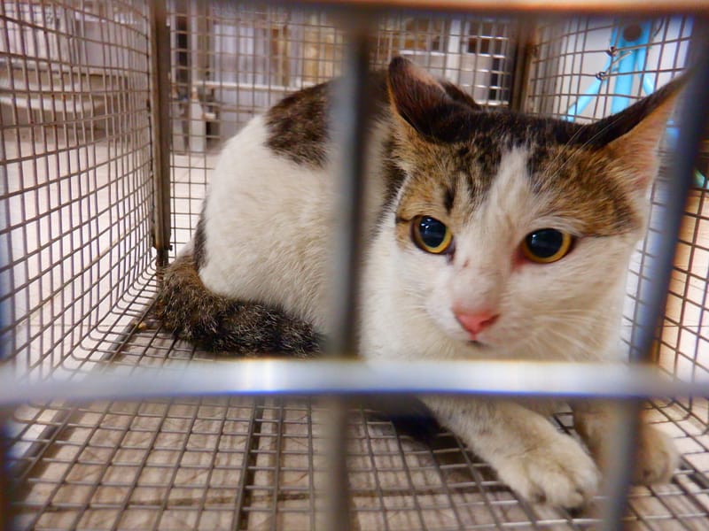 【待認養】混種貓 貓 (女生) - 南投縣公立動物收容所