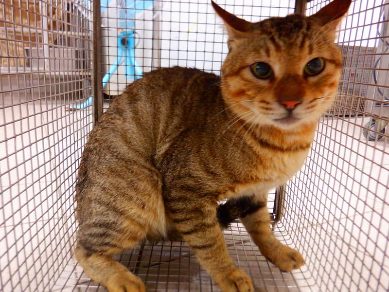 【待認養】混種貓 貓 (男生) - 南投縣公立動物收容所