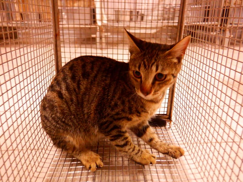 【待認養】混種貓 貓 (女生) - 南投縣公立動物收容所