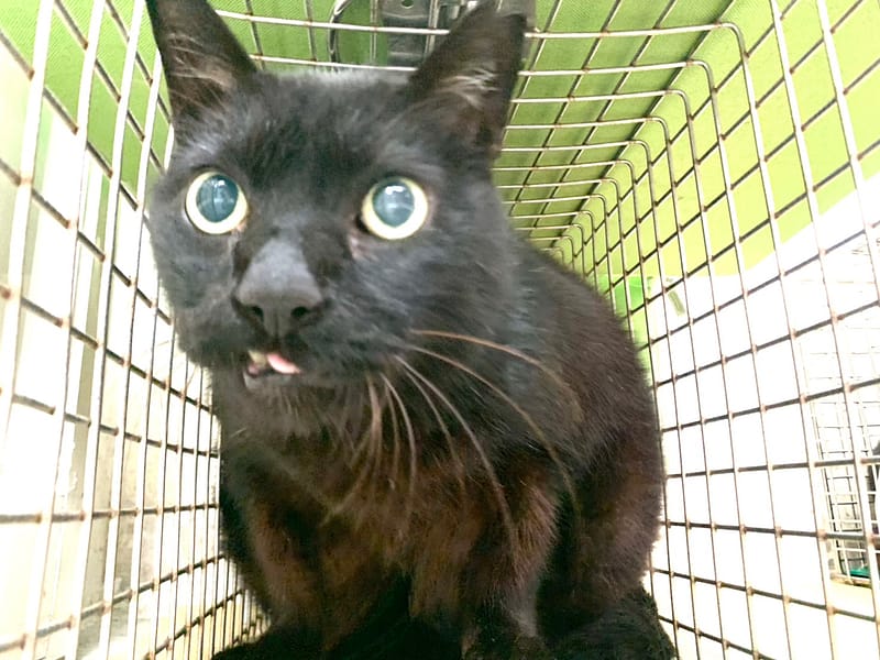 【待認養】混種貓 貓 (男生) - 臺北市動物之家