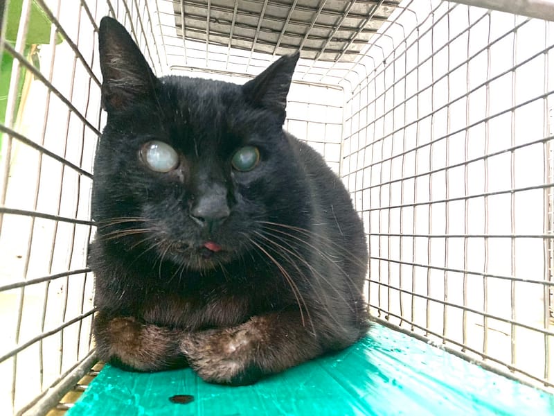 【待認養】混種貓 貓 (男生) - 臺北市動物之家