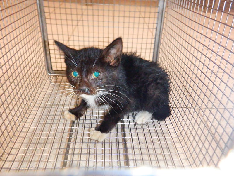 【待認養】混種貓 貓 (男生) - 南投縣公立動物收容所