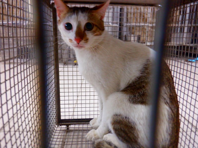 【待認養】混種貓 貓 (男生) - 南投縣公立動物收容所