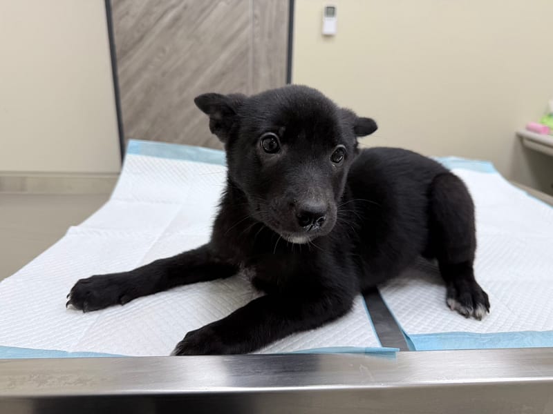 【待認養】混種犬 狗 (女生) - 桃園市動物保護教育園區