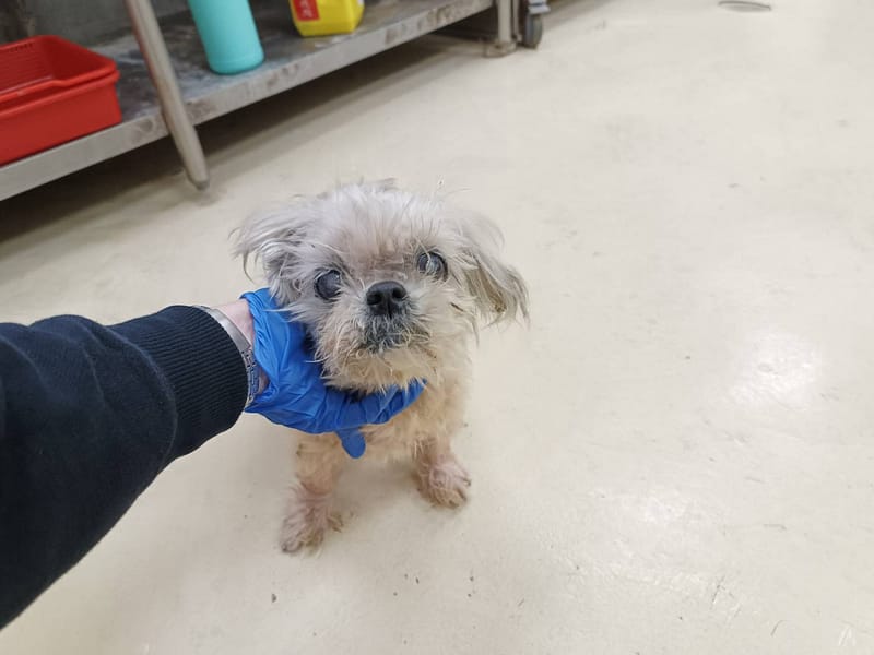 【待認養】混種犬 狗 (女生) - 新竹市動物保護教育園區