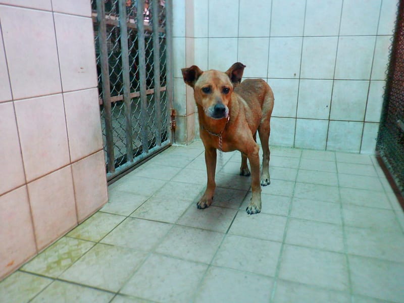 【待認養】混種犬 狗 (男生) - 南投縣公立動物收容所