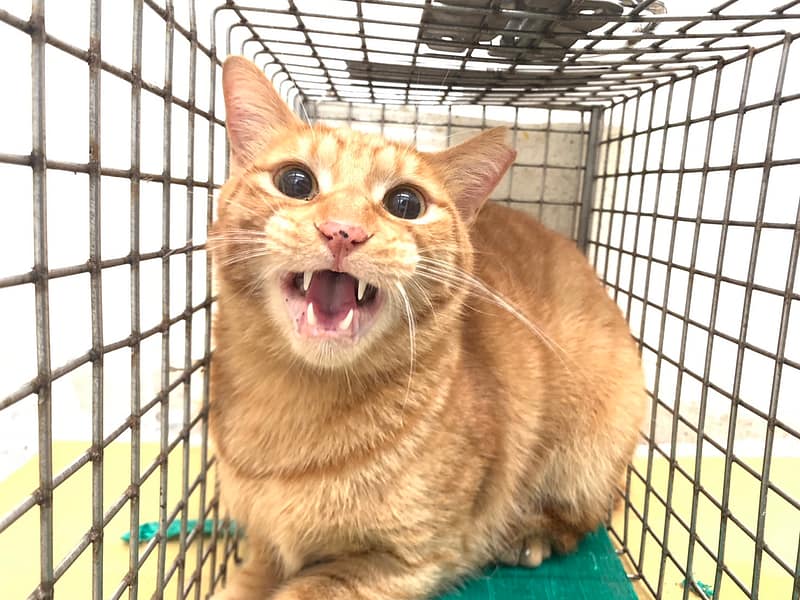 【待認養】混種貓 貓 (男生) - 臺北市動物之家