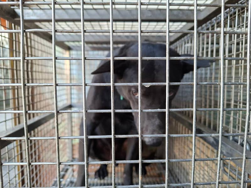 【待認養】混種犬 狗 (男生) - 臺南市動物之家善化站