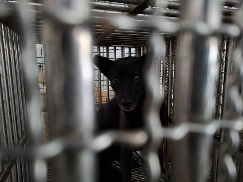 【待認養】混種犬 狗 (女生) - 臺南市動物之家善化站