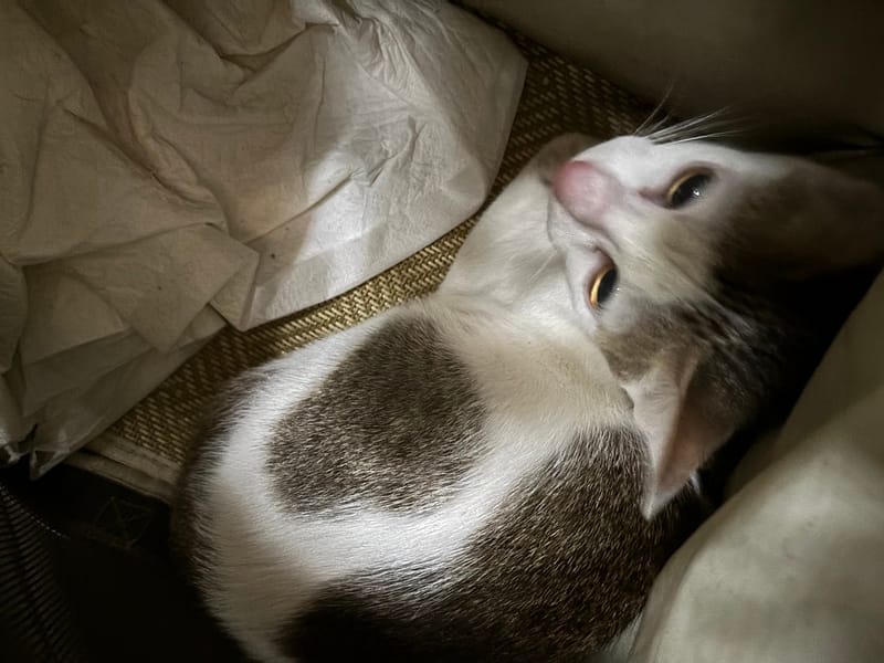 【待認養】混種貓 貓 (男生) - 新北市五股區公立動物之家