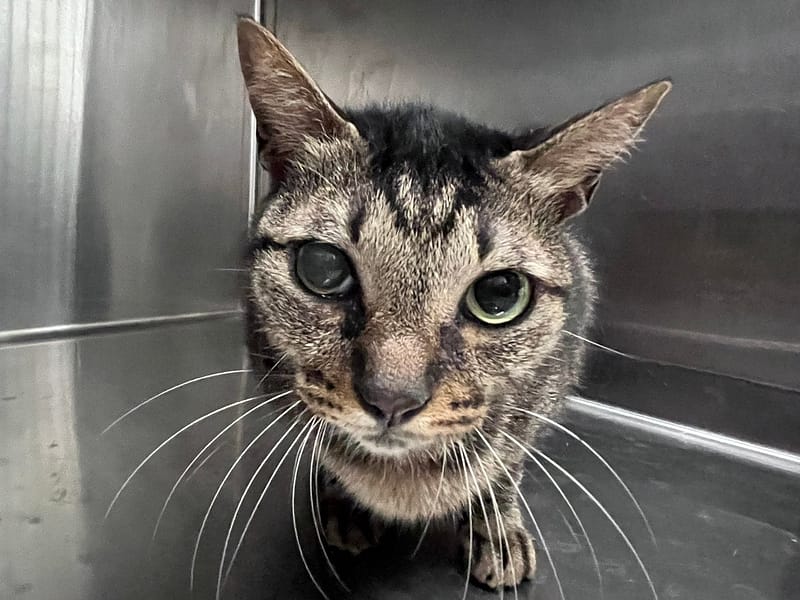 【待認養】混種貓 貓 (男生) - 臺北市動物之家