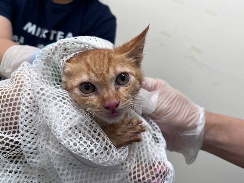 【待認養】混種貓 貓 (男生) - 臺北市動物之家