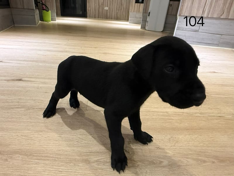 【待認養】混種犬 狗 (男生) - 桃園市動物保護教育園區