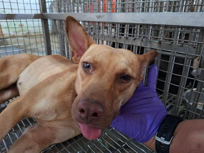 【待認養】混種犬 狗 (女生) - 臺南市動物之家善化站