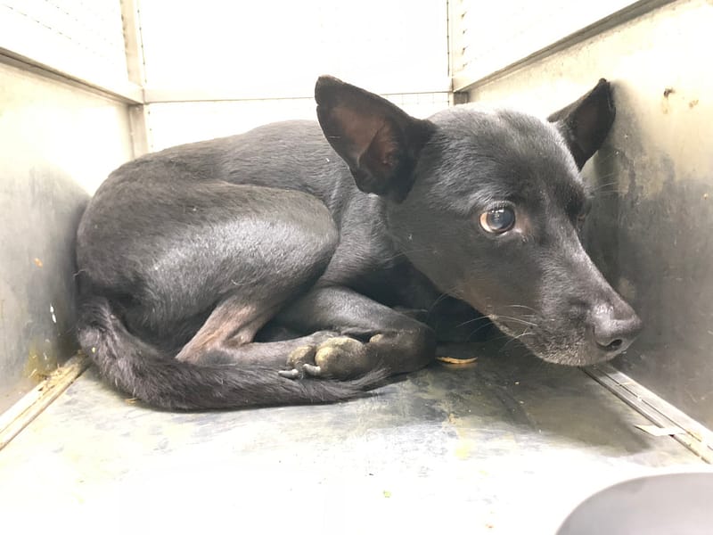 【待認養】混種犬 狗 (男生) - 臺北市動物之家