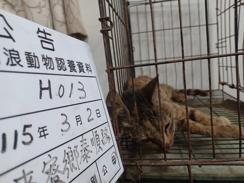 【待認養】混種貓 貓 (女生) - 雲林縣流浪動物收容所