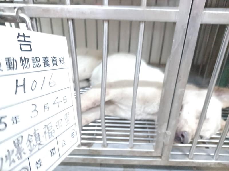 【待認養】混種犬 狗 (女生) - 雲林縣流浪動物收容所