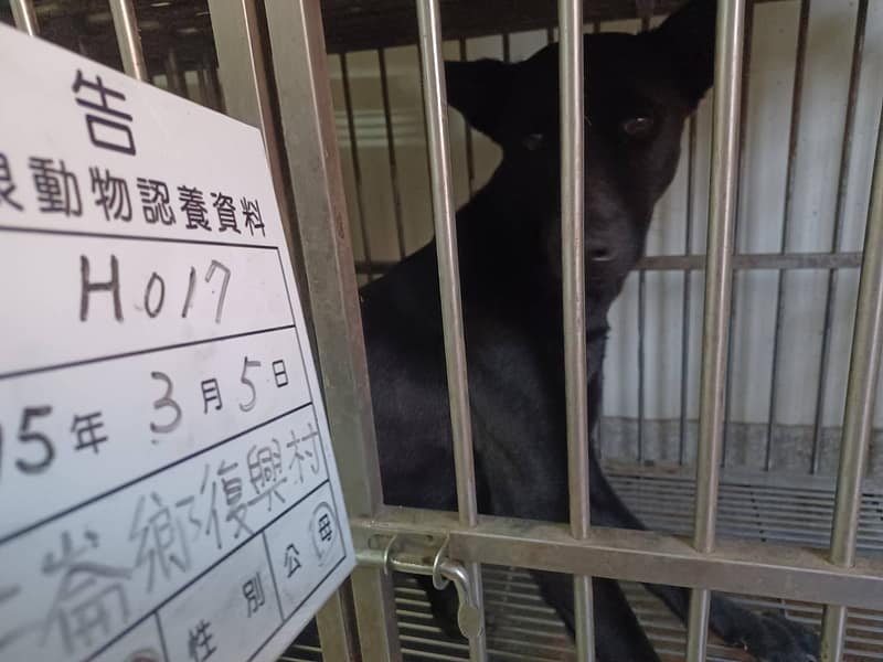 【待認養】混種犬 狗 (女生) - 雲林縣流浪動物收容所