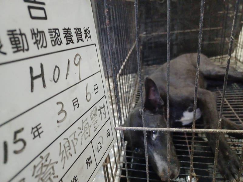 【待認養】混種犬 狗 (男生) - 雲林縣流浪動物收容所