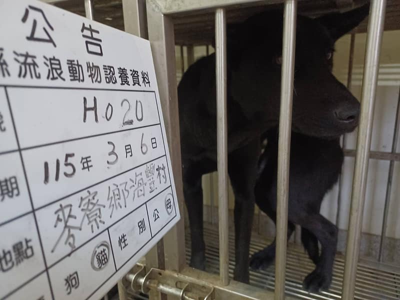 【待認養】混種犬 狗 (女生) - 雲林縣流浪動物收容所