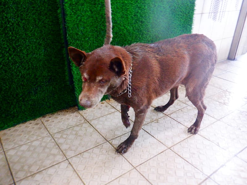 【待認養】混種犬 狗 (女生) - 南投縣公立動物收容所