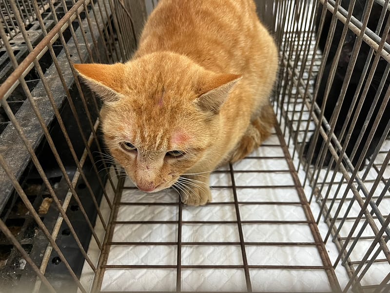 【待認養】混種貓 貓 (男生) - 金門縣動物收容中心