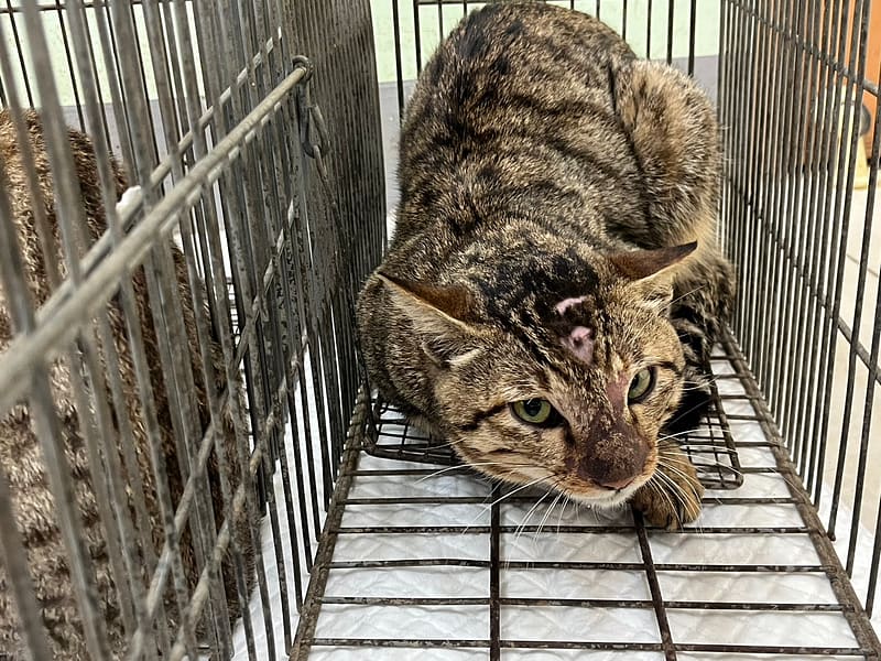 【待認養】混種貓 貓 (男生) - 金門縣動物收容中心