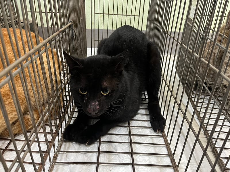 【待認養】混種貓 貓 (男生) - 金門縣動物收容中心