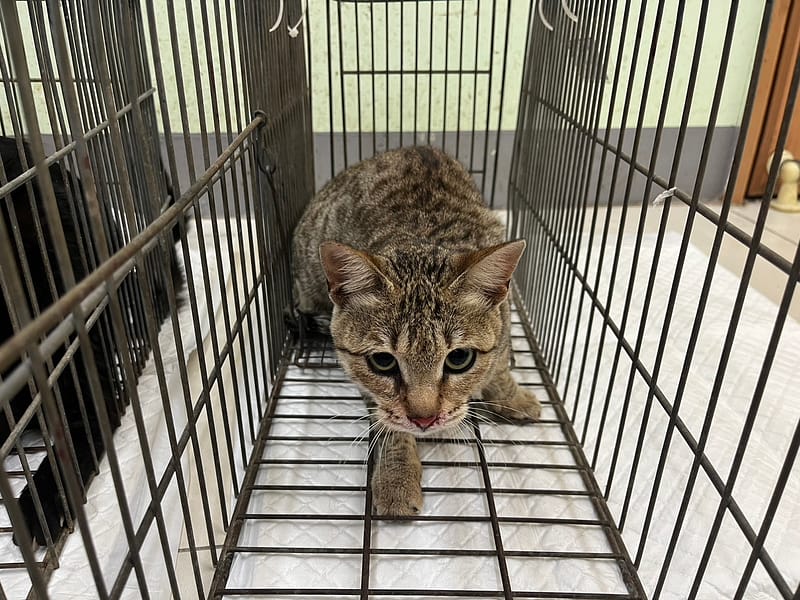 【待認養】混種貓 貓 (女生) - 金門縣動物收容中心