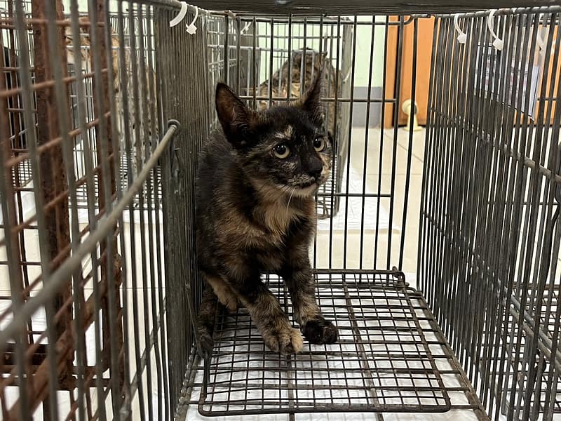 【待認養】混種貓 貓 (女生) - 金門縣動物收容中心