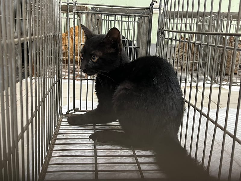 【待認養】混種貓 貓 (男生) - 金門縣動物收容中心